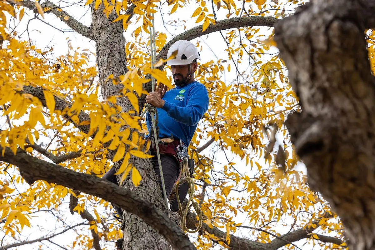 Skilled Dead Tree Removal crew working in Golden