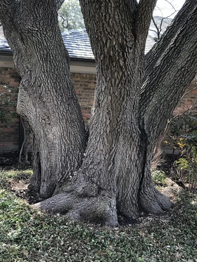 Mature heritage tree close to a Golden property cared for by certified arborists